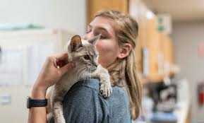 The pet hospitals has partnered with purina vet direct to provide pet food that is delivered straight to your door. Expert Veterinary Care In Midtown Memphis The Pet Hospitals