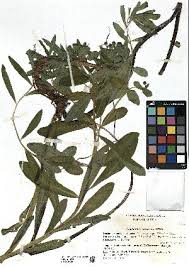 Image result for Euphorbia schimperiana