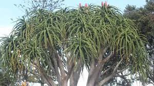 Image result for Aloidendron tongaense