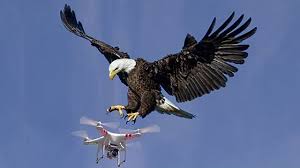 Bald Eagle Destroys Government Drone And Sends It To The Bottom Of Lake Michigan The Hunting News Https Www Thehuntingnews Com Bald In 2020 Bald Eagle Eagles Drone