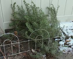 Maybe you would like to learn more about one of these? Protecting Rosemary Jean S Garden