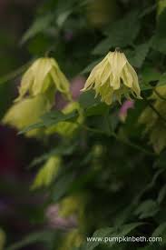(large 2litre pots and 3feet tall canes) clematis chiisanensis/koreana amber ('wit141205') is fantastic as its almost all yellow! Rhs Chelsea Flower Show Plant Of The Year 2016 Pumpkin Beth