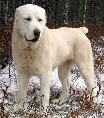 The kennel is officially registered in the russian. Big Furry Dog Giant Dogs The Largest Breeds Photo