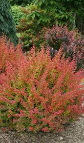 Landscape Color From Spring Through Fall Deer Resistant Landscaping Drought Resistant Plants Drought Tolerant Landscape
