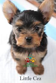For more details on cosmo call/text : Teddy Bear Yorkie For Sale Near Me Www Macj Com Br