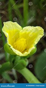 Image result for Limnocharitaceae