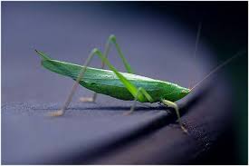 Image result for Ruspolia