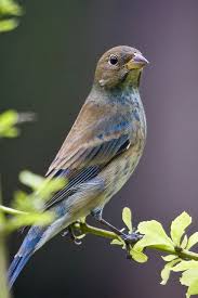 Birds That Sing At Night In Florida Indigo Bunting Beautiful Birds Nature Birds Pet Birds