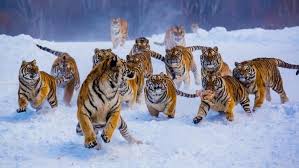 We know, completely bizarre, right? What Do You Call A Group Of Tigers Pet Tiger Wild Cats Animal Photo