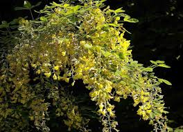 Image result for laburnuM
