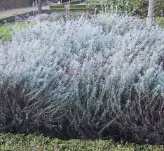 Image result for Helichrysum helvolum