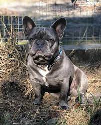 Florida » jacksonville » jacksonville. French Bulldogs Inc Aarnbulldogs Twitter