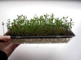 My Tiny Hydroponic Garden Garden Cress Lepidium Sativum Is A Fast Growing Edible Herb That Is Botanically Related To Hydroponic Gardening Herbs Hydroponics