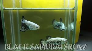 Emas batangan senilai sekitar rp 1 juta rupiah itu, ia gunakan untuk membeli empat ekor ikan cupang impor jenis super gold. Black Samurai Snow Ikan Cupang Hias Youtube