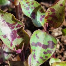 Image result for Tinnea galpinii