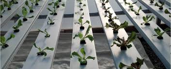 Investigating Iceberg Lettuce In The Hydroponic Greenhouse 2013 Trial Part 1 Cropking