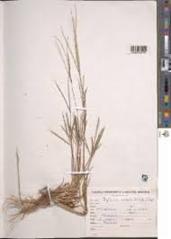 Image result for Digitaria ternata