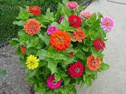We did not find results for: Kembang Kertas Bunga Zinnia Awet Cantiknya Urban Garden