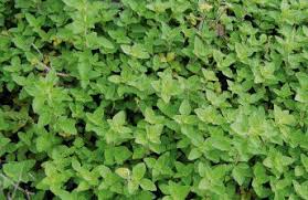 Add to pasta sauce ground mediterranean oregano can be added at the beginning of cooking to add herbal depth, but. Ground Covers Add Interest To Your Landscape Gulf Breeze News