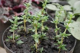 Thymian Anbauen Ernten Und Lagern Plantura