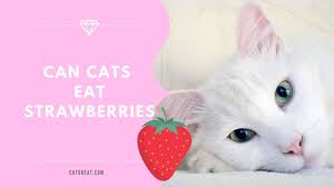 Are Strawberries Okay For Cats Www Sassycleanersmd Com