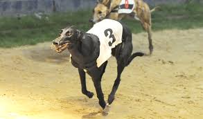 The Changing Stud Dog Scene Greyhound Star News From The