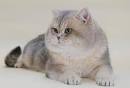 British Shorthair Colours – Full Guide – My British Shorthair