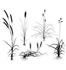 Tall grass stock photos and images. How To Draw Tall Grass Step By Step Learn How To Draw