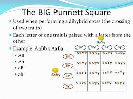 In this example, both organisms are heterozygous for flower color bb (purple). Ppt Punnett Squares Review Powerpoint Presentation Free Download Id 2521458