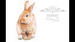 It is about time to start on the details. Rabbit In Coloured Pencils Honey Youtube