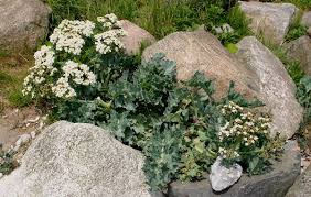 Image result for Crambe hispanica