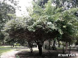 Image result for Sphaeranthus gazaensis