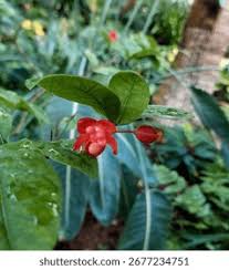 Image result for Ochnaceae