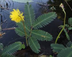 Image result for Neptunia oleracea