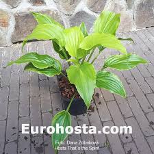 That's the spirit, scottsdale, az. Hosta That S The Spirit