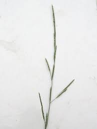 Image result for Glyceria fluitans