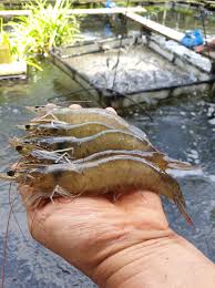 Nippon Fish Farm Aquaponic Support Nippon Local Sg Live Vannamei Prawns No Chemicals No Antibiotics No Pesticides Super Nice And Crunchy Fresh Place Your Order Early For Coming Lunar New