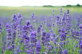 As spring turns to summer in tasmanian gardens, things are really taking off. Top Ten Flowers To Plant In Your Garden To Attract Native Australian Bees 1 Million Women