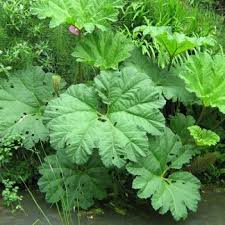 Image result for Gunnera perpensa