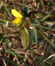 Image result for Crotalaria calycina