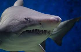 Bull sharks can be found in oceans, lakes and rivers including both fresh and saltwater. The Truth About Bull Sharks