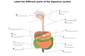 The digestive system lesson 0389 tqa explorer. Digestive System Label Diagram Worksheets Differentiated Teaching Resources