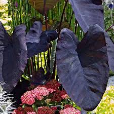 No plants are 100% deer resistant. Bloomsz Black Magic Colocasia Esculenta Walmart Com Walmart Com