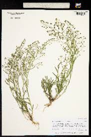 Image result for Thesium pygmaeum