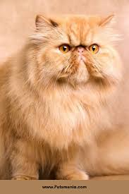 Angry Cat Breed Online Shopping