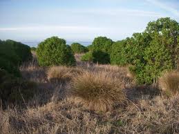 Image result for Myoporum laetum