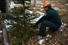 We did not find results for: Christmas Tree Cutting Permits For White River Forest Land Available Now Aspentimes Com