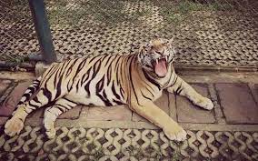 The average life span of a tiger in the wild is about 11 years. Tigers In Captivity Tiger Facts And Information
