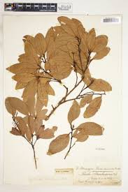 Image result for Ocotea kenyensis