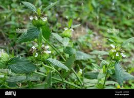 Image result for Leucas